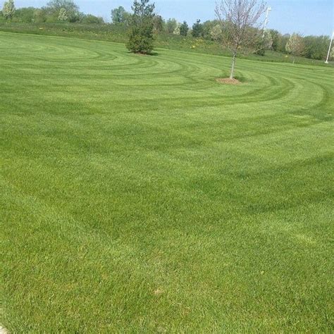 Lawn Stripping Lawn Golf Courses Field