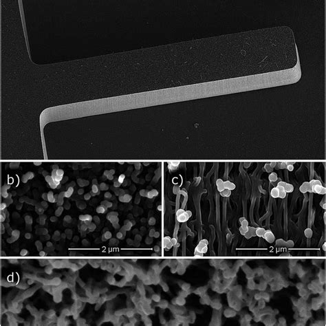 Scanning Electron Micrographs Sem Of Cnt M Microcantilevers A A