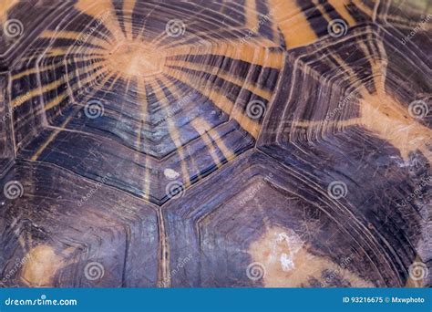 Tortoise Shell Turtle Black And Yellow Pattern Stock Image Image Of
