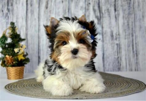 Yorkie poo puppies for sale near me under $500/Buy yorkiepoos