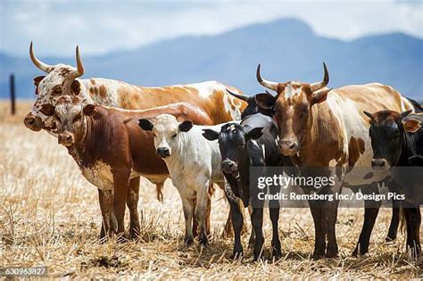 42 Nguni Cattle Stock Photos, High-Res Pictures, and Images - Getty Images