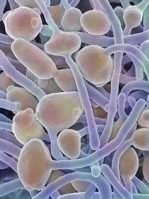 Candida Albicans Yeast And Hyphae SEM Stock Image C046 9877