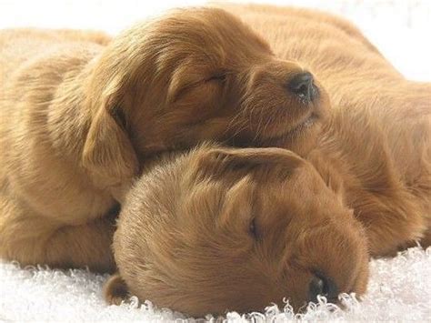 Cute Puppies Snuggle Together Puppy Toob Puppy Snuggles Cute