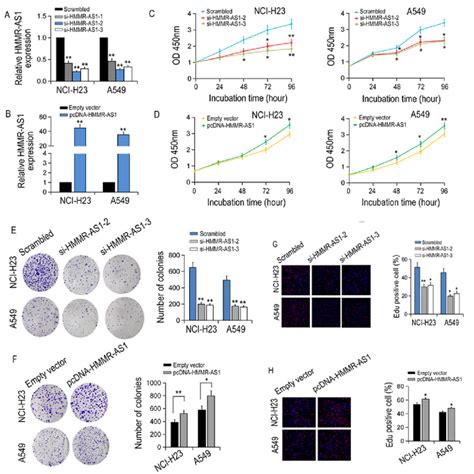 The Effect Of Hmmr As On Luad Cell Proliferation In Vitro A B