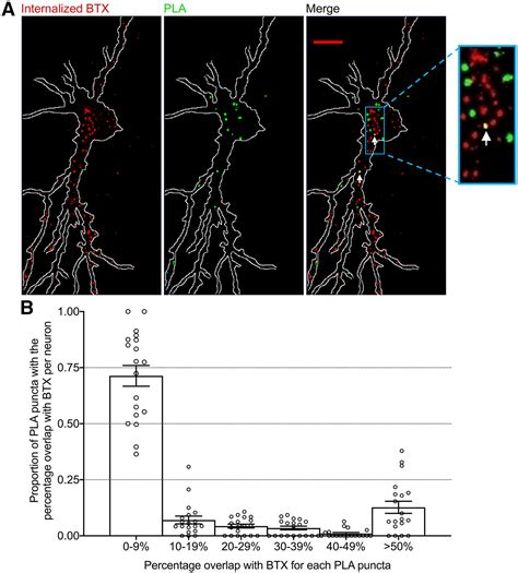 Evidence For A Clathrin Independent Endocytic Pathway For APP