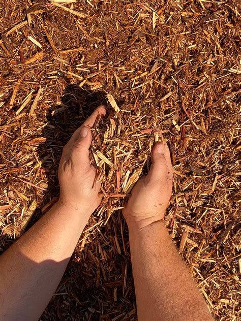 Cedar Mulch In The Garden Uses Pros Cons And Problems 42 OFF