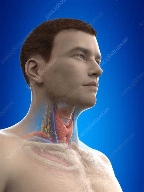 Neck Anatomy Illustration Stock Image F0351346 Science Photo