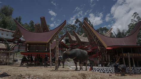 Pesta Kematian Rambu Solo Toraja Dan Pergeseran Maknanya Kompaspedia