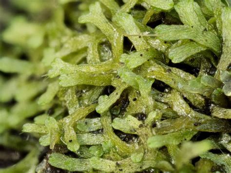 Liverwort Riccia Fluitans Ohio Moss And Lichen Association