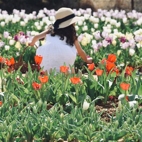 Rhode Island Flower Farms Are in Bloom! - Rhode Island Red Food Tours