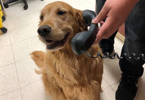 Best Veterinary Hospital In Forest Grove Or Companion Pet Care