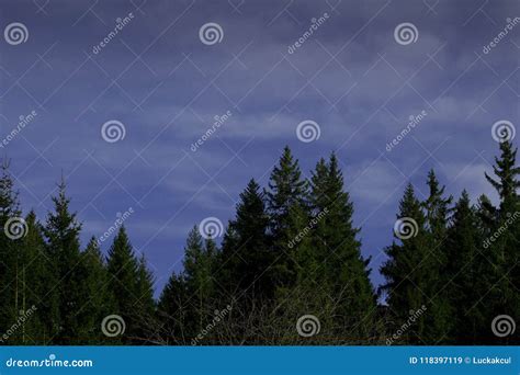 Peaks Of Coniferous Trees Under The Blue Sky Stock Image Image Of