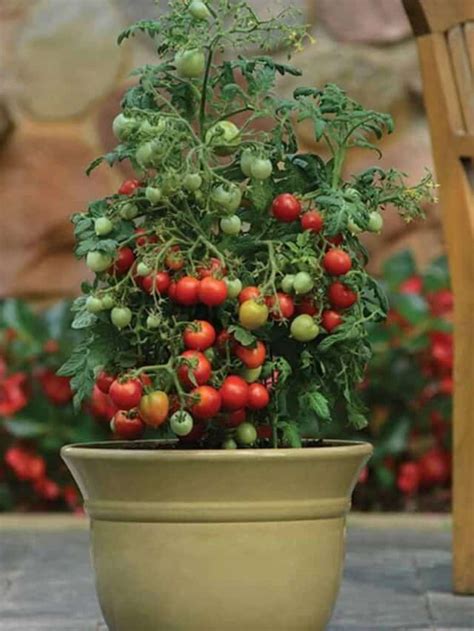 Tomato Plant Care 8 Dos And 5 Donts Growing Tips Plant Care Today