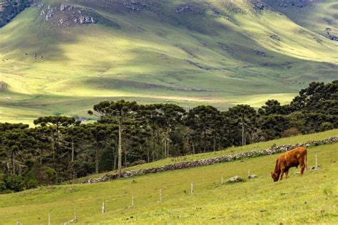 Campos De Cima Da Serra Queijo Serrano Caixa Colonial