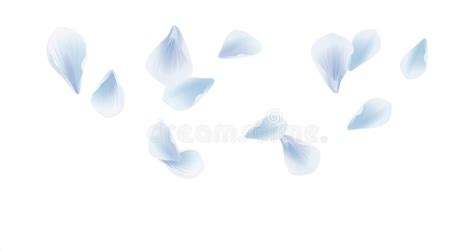 Blue Roses Falling Stock Illustrations 151 Blue Roses Falling Stock