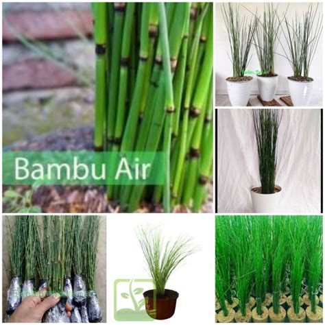 Jual Tanaman Paket Hemat Isi Tanaman Bambu Air Pohon Tanaman Hidup