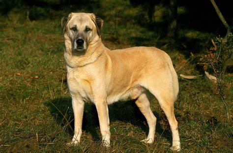 Kangal Bei Kraft Der Hund Mit Dem St Rkstem Biss Tierpal