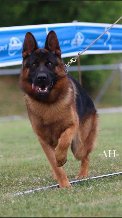 Chien Ch Thorstein Des L Gendaires Nahauri