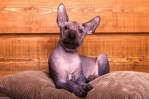 Xoloitzcuintlis 10 Fun Facts About These Ancient Mexican Hairless Dogs