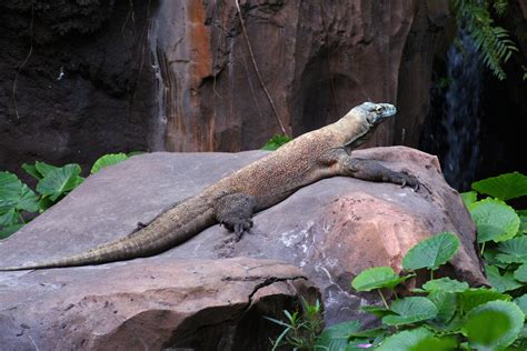 Filedisney Animal Kingdom Komodo Dragon 8184 Wikimedia Commons