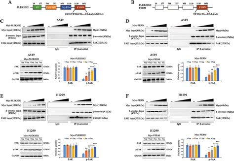 Plekhh2 Binds To β Arrestin1 Through Its Ferm Domain And Promotes Fak Download Scientific