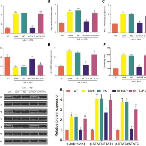 Downregulating Tslp Inhibited The Expression Of Inflammatory Factors