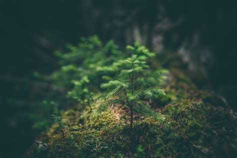 Free Images Tree Forest Grass Person Sunlight Texture Leaf