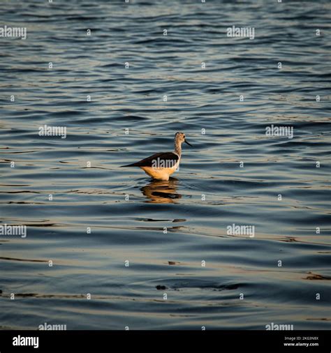 A Black Winged Stilt Himantopus Himantopus At Sunset In Lake Pomorie