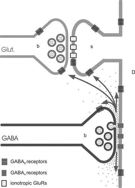 Subcellular Localization Of Metabotropic Gabab Receptor Subunits Gabab1a B And Gabab2 In The Rat