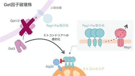 ミトコンドリアの健康管理には、他の細胞小器官との連携が重要 Academist Journal