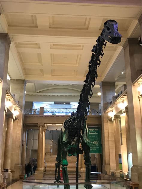 Dippy the Diplodocus – the UK’s most famous dinosaur – has arrived at ...