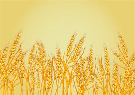 Spighe Di Grano Vector Vettore Gratis