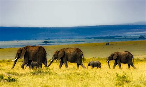 Free Images Landscape Nature Grass Wilderness Walking Prairie