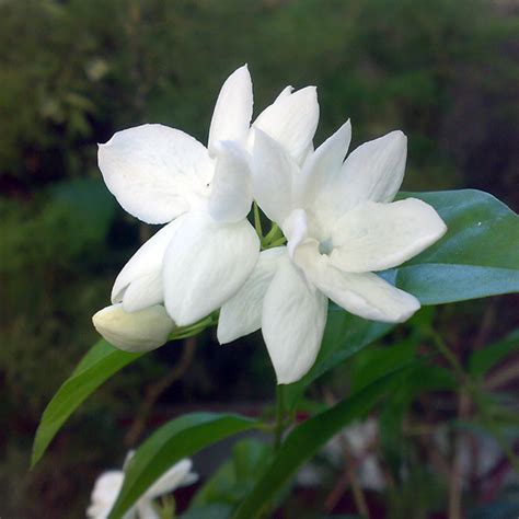 Jasmine Sambac - Trellis - Plant Delivery NYC - plantshed.com