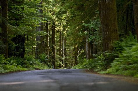 Premium Photo Forest Road