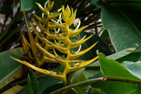 Heliconia (Heliconia sp.) | Christian Bøggild | Flickr