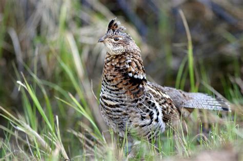 Blue Grouse Vs Ruffed Grouse