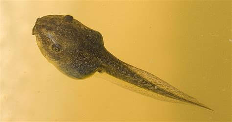 Sika loo Noga le Mmantseane; le tsa Metsi [Reptilians and Aquatics ...