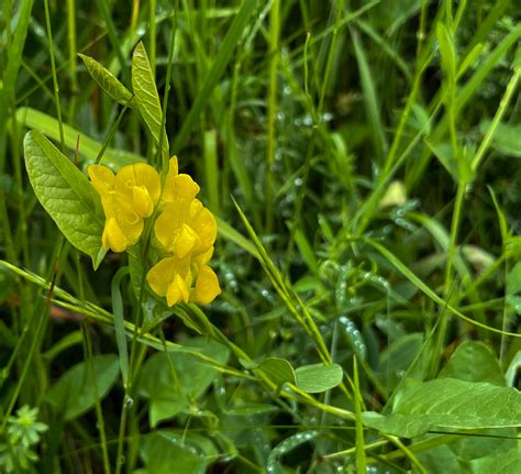 Lathyrus Pratensis Wiesen Platterbse Meadow Vetchling Flickr