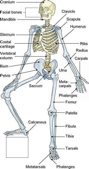 Divisions Of The Skeleton Medical Terminology 78 Steps Health