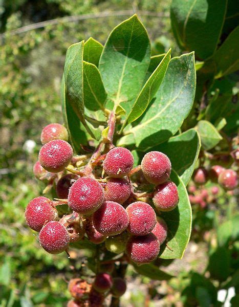 Manzanita Berries Manzanita Edible Plants Edible Wild Plants