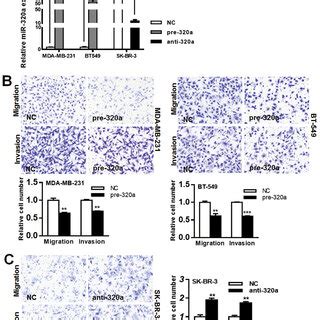 MiR 320a Inhibited Breast Cancer Cell Migration And Invasion A The