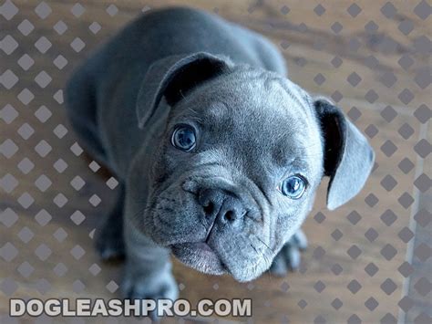 Teacup Blue French Bulldog: Complete Guide - Dog Leash Pro