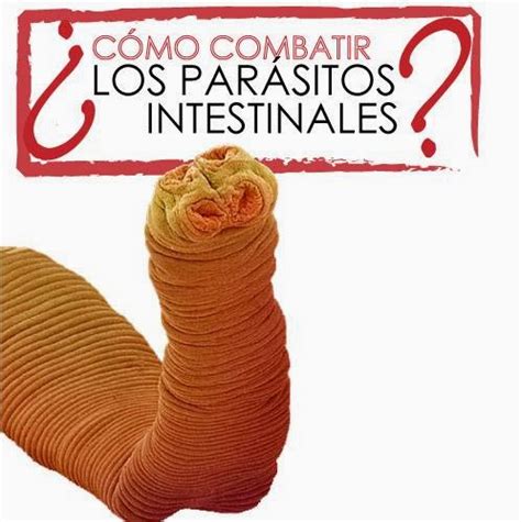 Parasitosis Intestinal Causas Consecuencias Y Prevenci N De Par Sitos