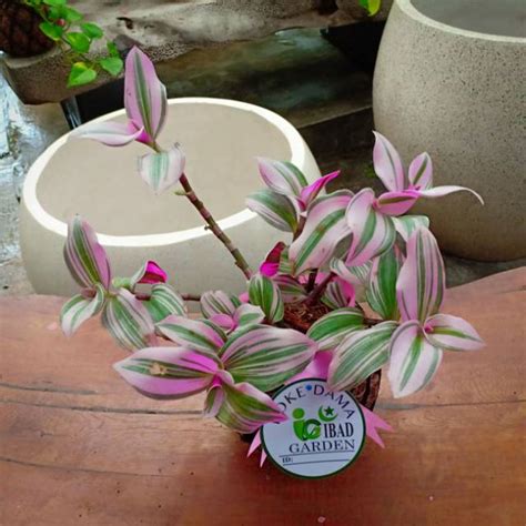 Jual Tanaman Hias Kokedama Tradescantia Nanouk RIMBUN Jenis Tanaman