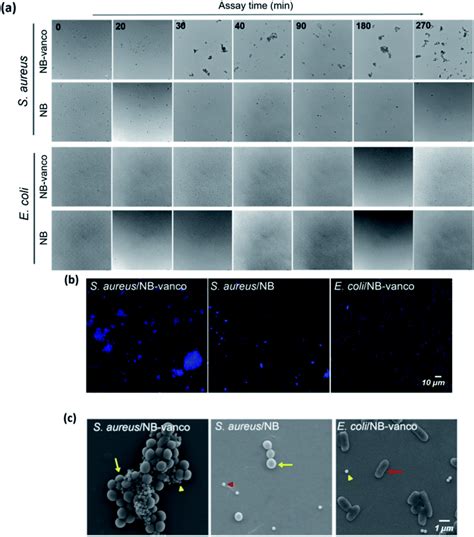 Rapid Naked Eye Detection Of Gram Positive Bacteria By Vancomycin Based