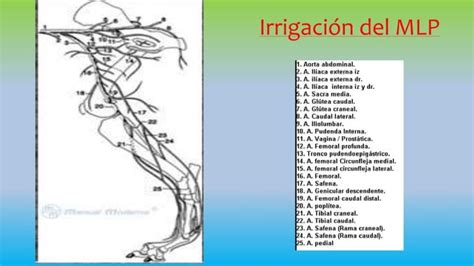 Sistema Cardiovascular Y Linf Tico Anatomia Veterinaria Ppt