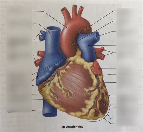 Anterior View Of The Heart 3 Diagram Quizlet