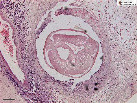 Dirofilaria Sp Roundworms Monster Hunters Guide To Veterinary Parasitology