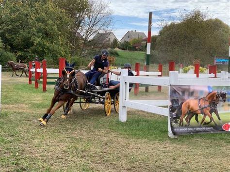 Silber Bronze Bronze drei WM Medaillen für Ponyfahrer PferdeWoche